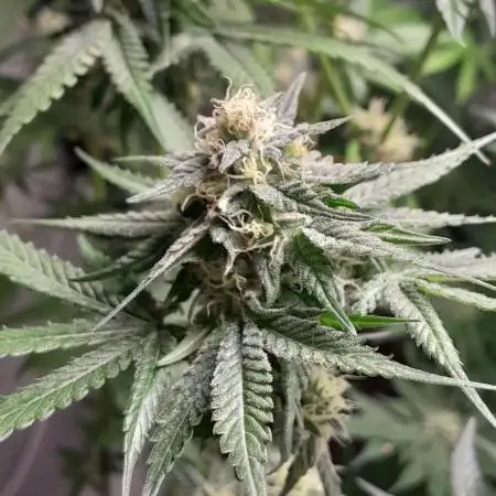 Mais uma da 6 pés Blueberry.