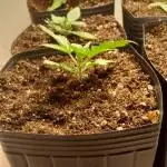 Uma novidade antes do verão chegar.