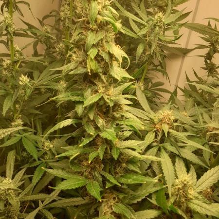 Geneticas da Tropicana