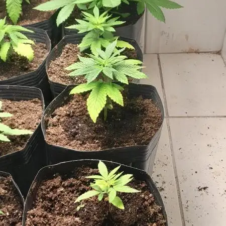 6 pés.  Tangie