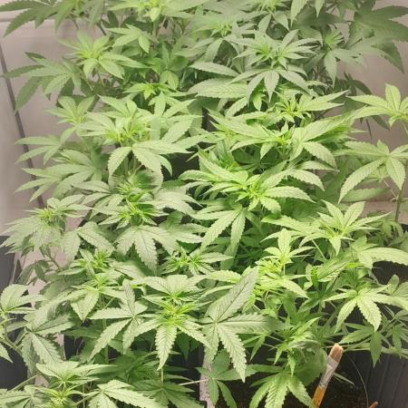 6 pés.  Tangie