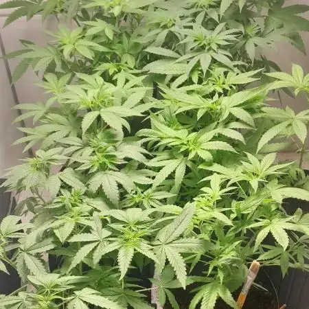 6 pés.  Tangie