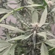 Que venha uma cor linda !