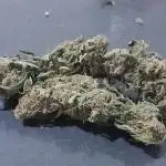 6 pés.  Tangie