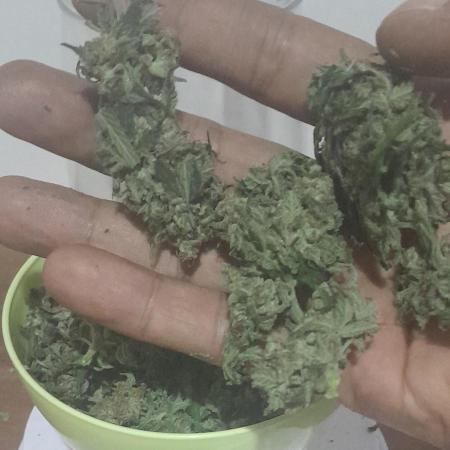 Mais uma da 6 pés Blueberry.