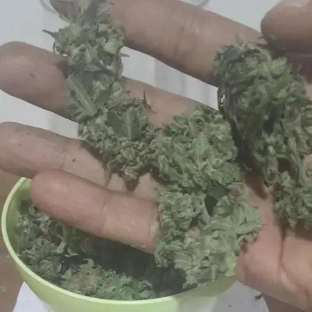 Mais uma da 6 pés Blueberry.