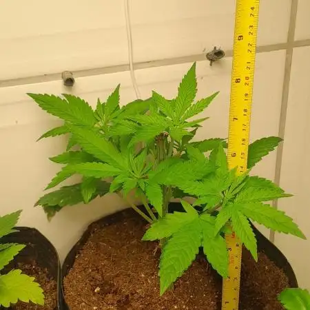 6 pés.  Tangie