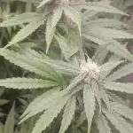 6 pés.  Tangie