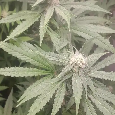 6 pés.  Tangie
