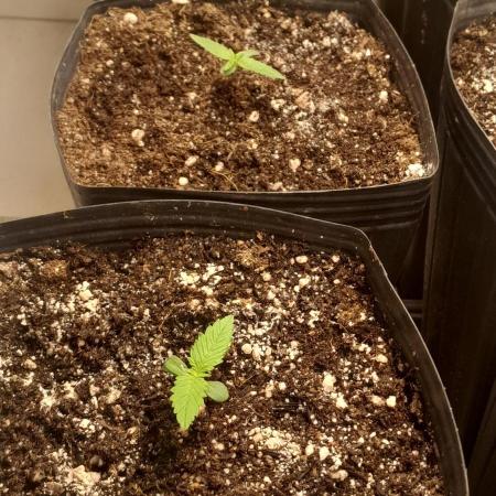 Uma novidade antes do verão chegar.