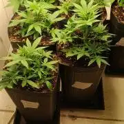 Uma novidade antes do verão chegar.