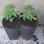 Super Silver Haze - 6 Pés