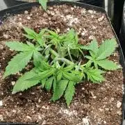 Uma novidade antes do verão chegar.