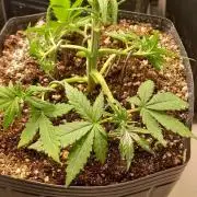 Que venha uma cor linda !