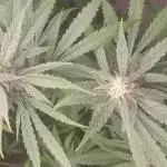 6 pés.  Tangie