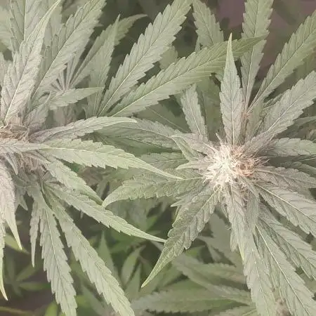 6 pés.  Tangie