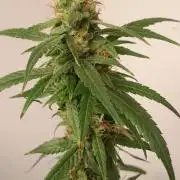 Super Silver Haze - 6 Pés