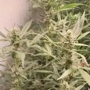 Uma novidade antes do verão chegar.