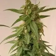 Super Silver Haze - 6 Pés