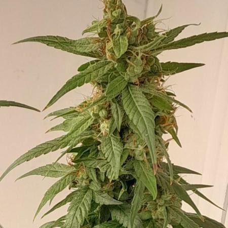 Super Silver Haze - 6 Pés