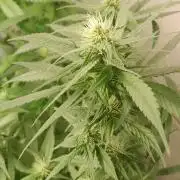 Super Silver Haze - 6 Pés