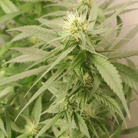 Super Silver Haze - 6 Pés