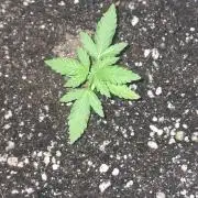 Blueberry @Seis Pés