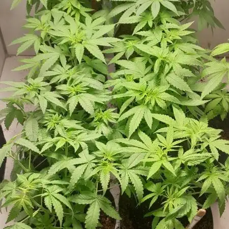 Mais uma da 6 pés BB
