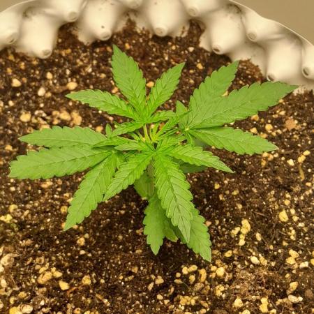 Blueberry @Seis Pés