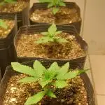 Que venha uma cor linda !