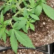 Uma novidade antes do verão chegar.