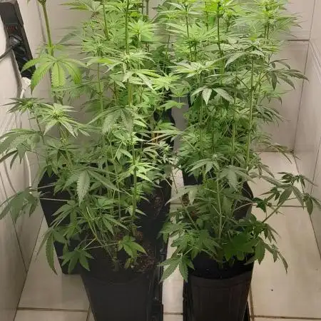 Mais uma da 6 pés BB