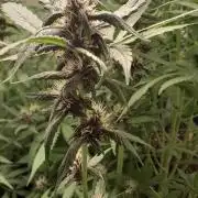 Que venha uma cor linda !