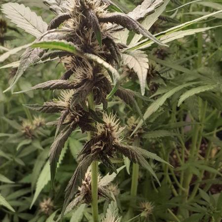 Que venha uma cor linda !