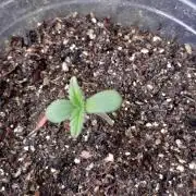 Genéticas da Green Poison