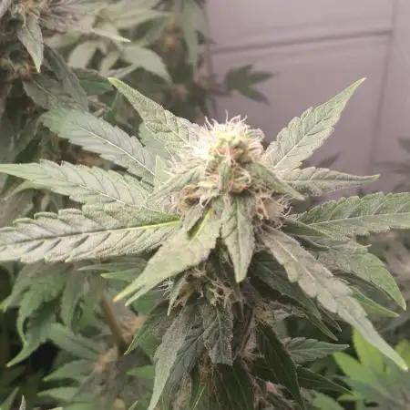 6 pés.  Tangie