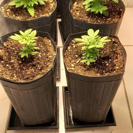 Geneticas da Tropicana