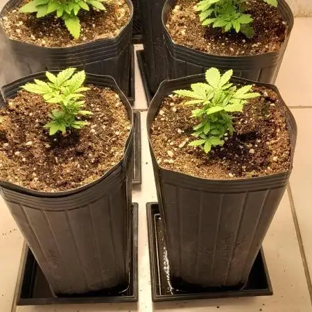 Geneticas da Tropicana