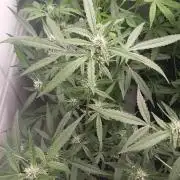 Uma novidade antes do verão chegar.