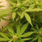 Que venha uma cor linda !