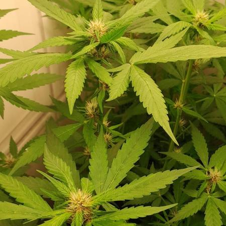 Que venha uma cor linda !