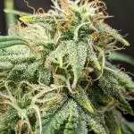 1st grow