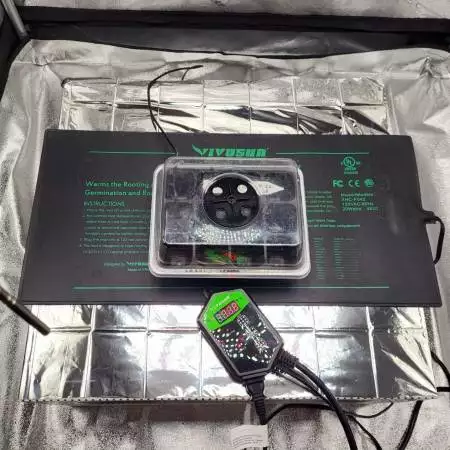 Starting the Seed