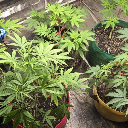 BROTHERS GRIMM GENETICS