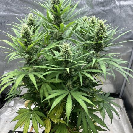 Malawi X Panama Fem