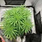 Malawi X Panama Fem