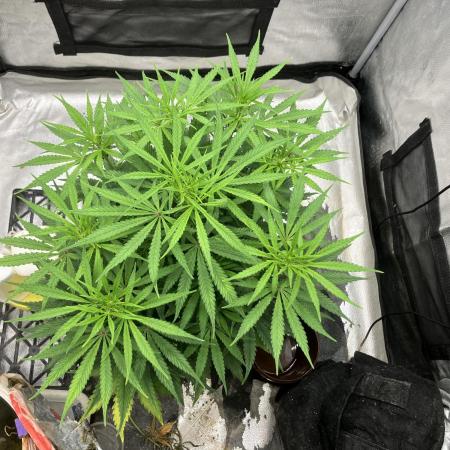 Malawi X Panama Fem