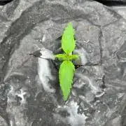 RQS Médusa F1