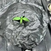 RQS Hulkberry Auto