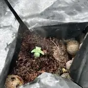 RQS Hulkberry Auto